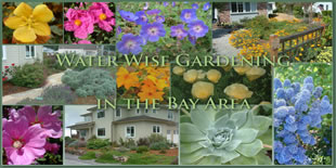 Water Wise Gardening in the Bay Area