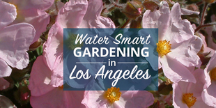 Los Angeles CAW Water Wise Gardening